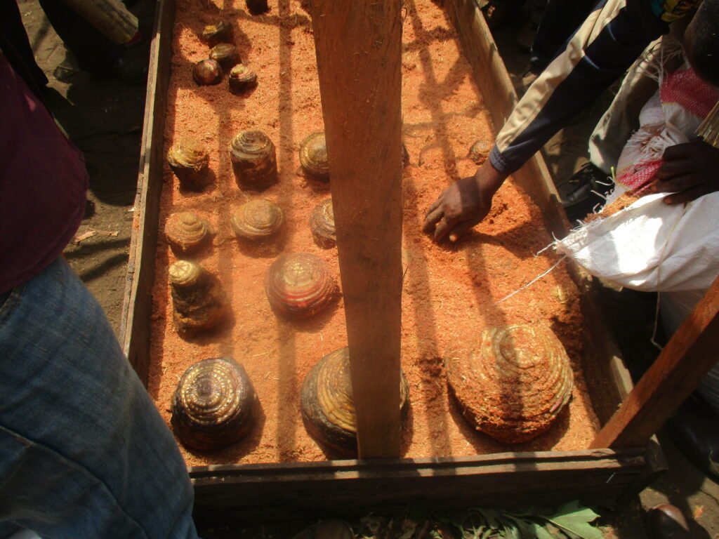 Mise sur pied d’un propagateur pour la multiplication des rejets de bananier plantain